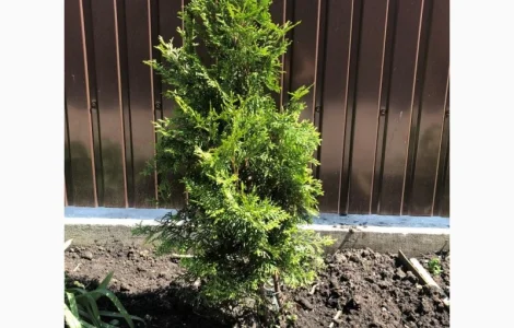 Продаются саженцы туи западной сорта Смарагд