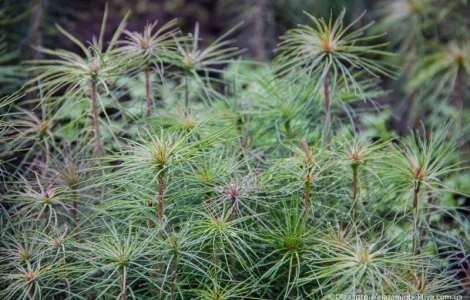 Продаются саженцы елки в большом количестве
