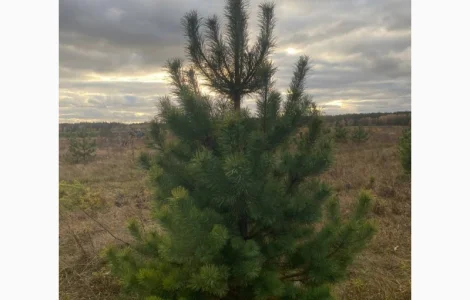 Живые пушистые новогодние сосны