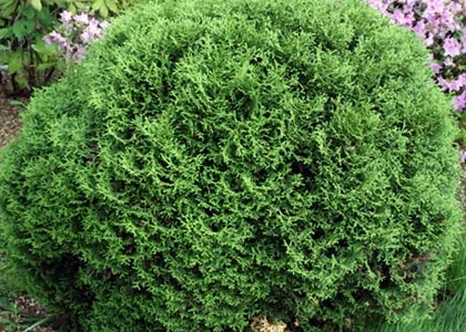 Туя Западная 'Смарагд' и другие сорта туи в продаже в Киеве