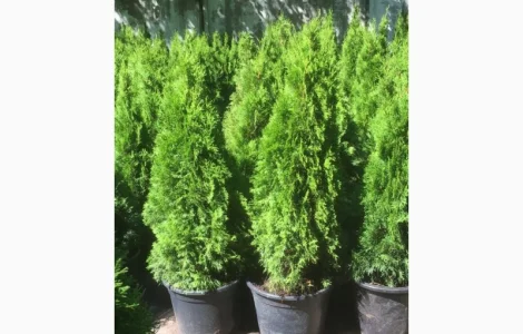 Туя західна Смарагд висота 100-120 см