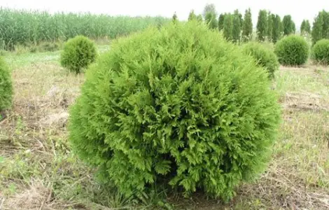 Туя западная Golden Brabant высота 140-160 см купить в Киеве ВДНГ