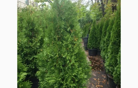 Туя западная Брабант высота 140-160 см в продаже в Киеве
