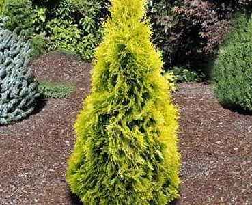 Туя західна Jantar висотою 120-140 см у продажу