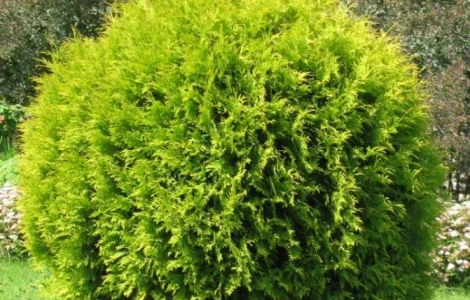 Туя западная Golden Globe ширина 50-60 см в продаже в Киеве
