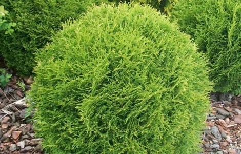 Туя западная Danica, ширина 50 см, в продаже в Киеве