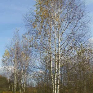 Саженцы граба и других растений