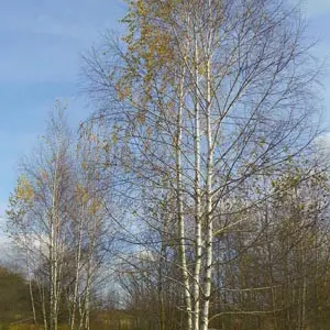 Саженцы граба