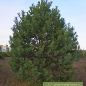Саженцы хвойных и лиственных деревьев