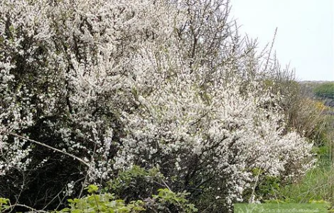 Живые изгороди.Саженцы сосны, берёзы, дуба, клена, граба, ясеня, липы, черёмухи, барбариса