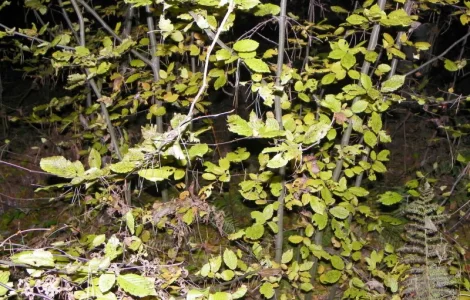 Саженцы клена и других деревьев