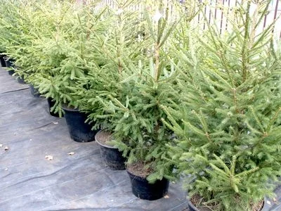 Ялинка звичайна, Продажа Саженцев Ели, Ёлки (Обыкновенной)