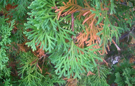 Уход за хвойными и декоративными растениями в Харькове