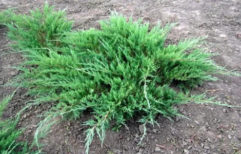 Можевельники разной величины