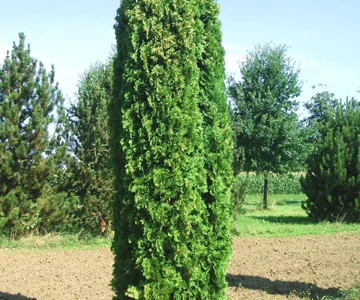 Продам тую западную колоновидную "Колумна"