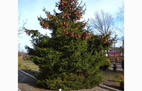 Саджанці ялини європейської