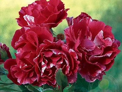 Продаю привитые саженцы роз, закрытая корневая