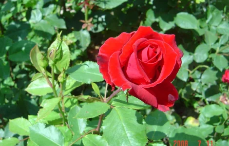 Продаются саженцы розы Super Star и другие сорта