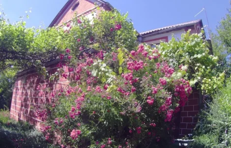 Продам саджанці троянди плетючої рожевої