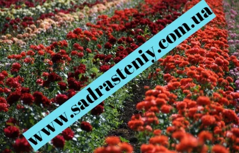 Питомник "Сад растений" реализует саженцы роз на ВЕСНУ 2026