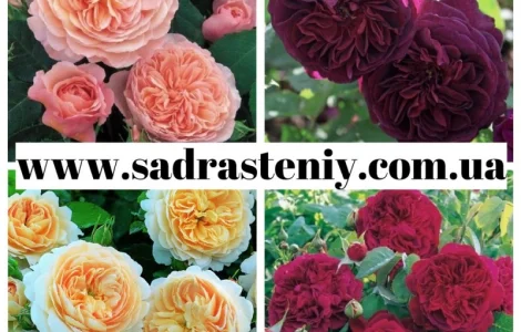 Саженцы роз в питомнике "Сад Растений"