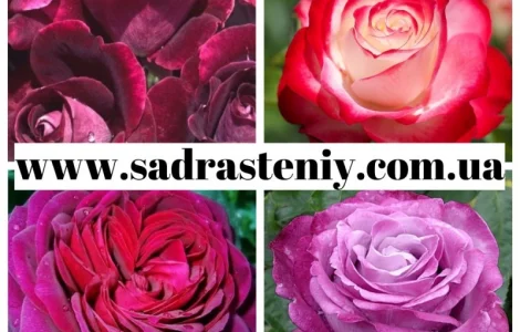 Широкий выбор новинок роз и плодовых деревьев