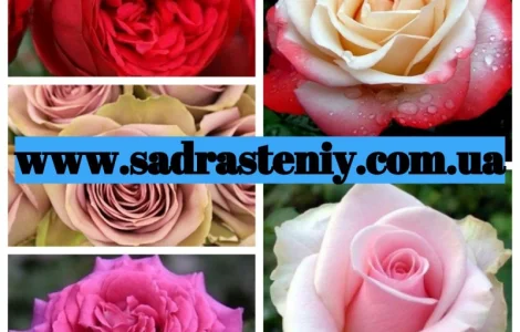 Саженцы новых сортов плетистых роз