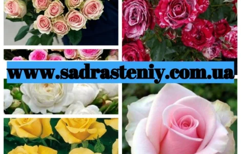 Ремонтантные сорта роз от питомника "Сад Растений"
