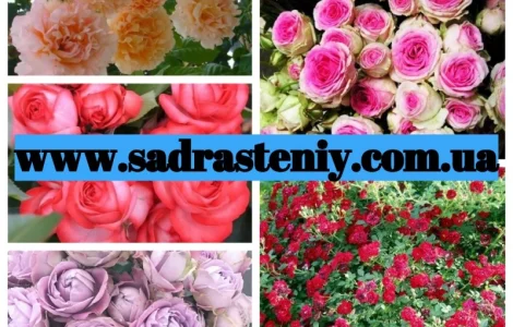 Прием предзаказов на саженцы роз на весну 2026