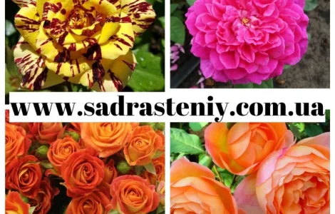 Саженцы роз высокого качества: прием заказов на весну 2026