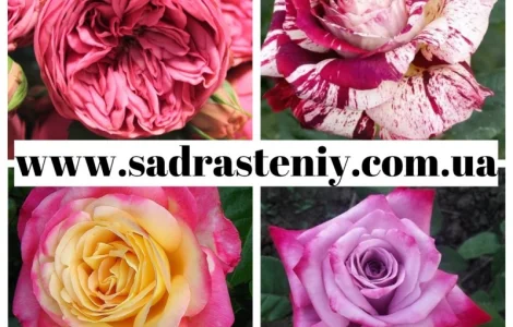 Ассортимент новых сортов роз от питомника 'Сад растений'