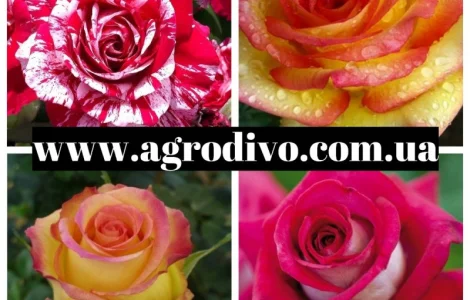 Саджанці троянд від виробника з гарантією якості
