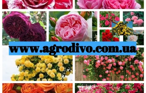 Питомник предлагает саженцы роз на весну 2026