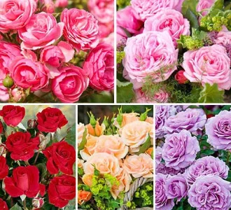 Широкий выбор роз и плодовых деревьев на продажу