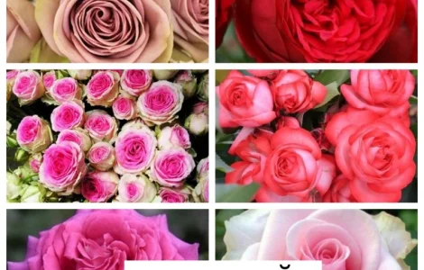 Саженцы роз