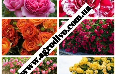 Саженцы роз на весну 2026 в питомнике "АГРОДИВО"