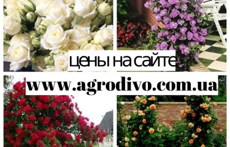 Продажа саженцев роз на весну 2026 в питомнике "АГРОДИВО"