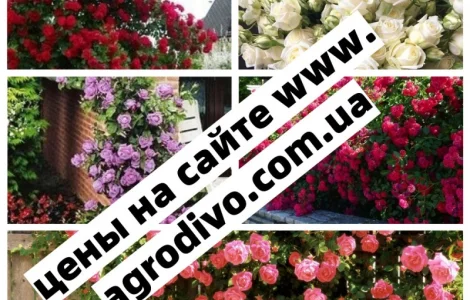 Саженцы плетистых роз - предзаказ на весну 2026