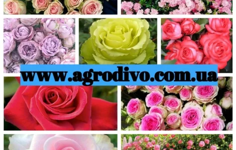 Продажа саженцев роз на весну 2026 от питомника 'АГРОДИВО'