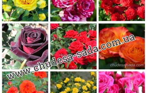 Саженцы роз оптом от производителя – широкий выбор сортов по доступной цене