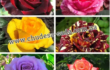 Лучшие саженцы роз: разнообразие сортов и высокое качество по доступным ценам