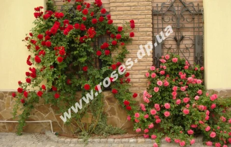 Плетистые розы
