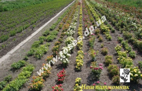 Саженцы роз для озелененич участков: штамбовые