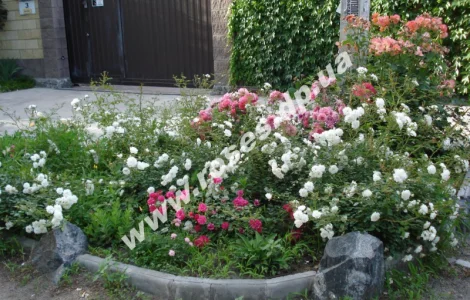 Саженцы роз для озелененич участков: штамбовые, плетистые, бордюрные, патио, спрей