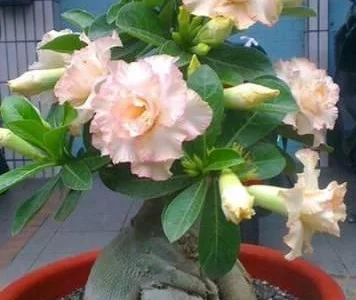 Адениум – роза пустыни