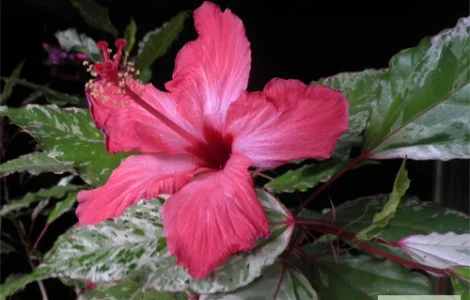 Продам гибискус комнатный пестролистный - гибискус Купера (китайская роза)