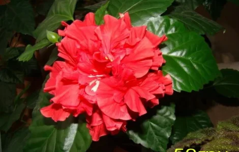 Продам гибискус комнатный красный махровый (китайская роза)