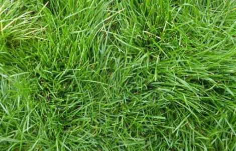 Газон. Український універсальний газон "весела трава"