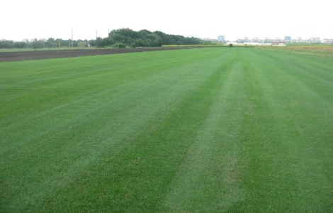 Рулонний газон Партерний