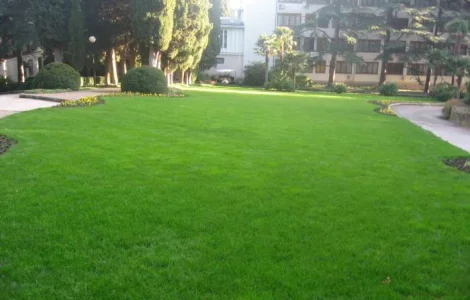 Мятлик луговой